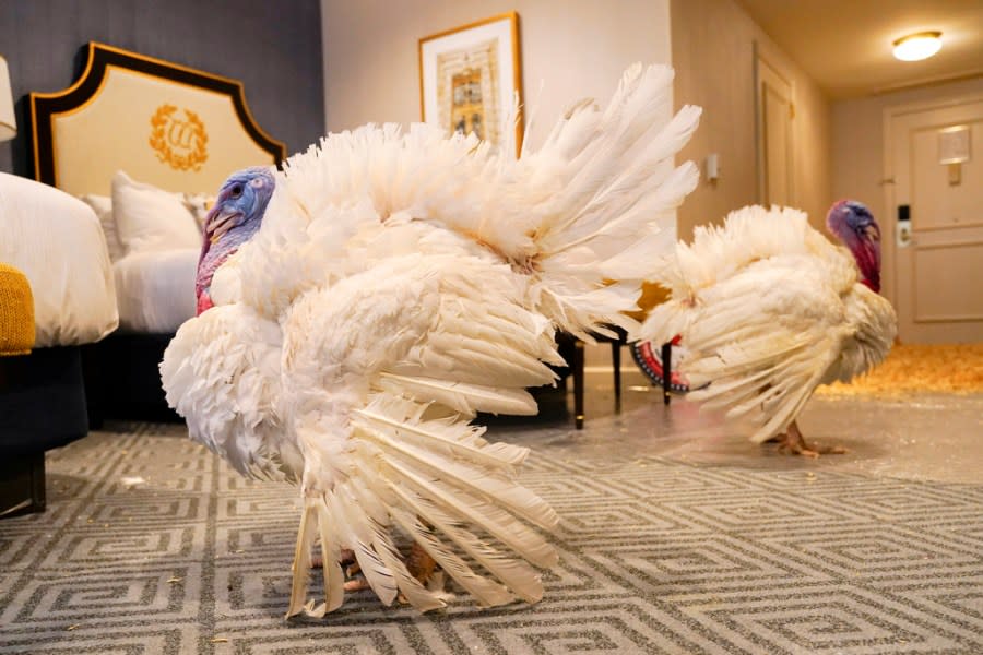 Two turkeys, named Liberty and Bell, who will attend the annual presidential pardon at the White House ahead of Thanksgiving, enjoy their hotel room, Sunday, Nov. 19, 2023, at the Willard InterContinental Hotel in Washington. (AP Photo/Jacquelyn Martin)