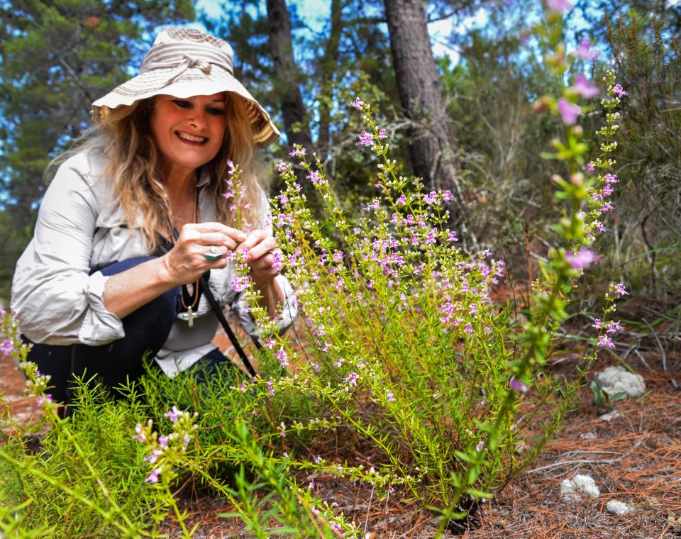 Suzanne Kennedy, plant biologist and president of Floravista Inc., inspects a blooming Dicerandra plant blooming in the Titusville well field.