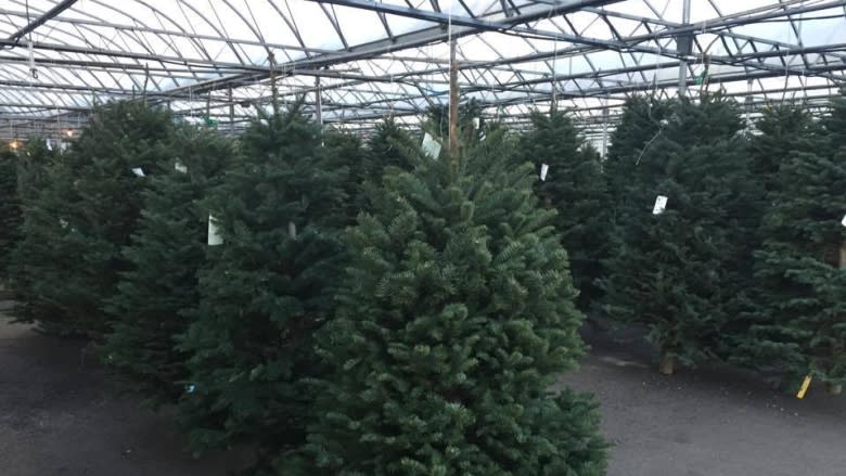 U.S. Christmas tree shortage, but Charlie Brown tree not the only option
