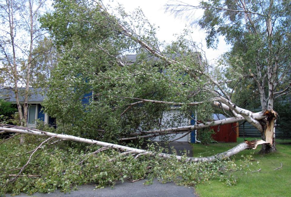 A tree falls in front of a house along Pioneer Drive in east Anchorage, Alaska, on Wednesday, Sept. 5, 2012. A massive windstorm uprooted trees, knocked out power and closed schools in Anchorage. (AP Photo/Mark Thiessen)