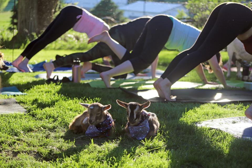 Two kid goats rest in the grass during a yoga session led by Clark and NIkki Highby Thursday, June 16, outside of Garretson.