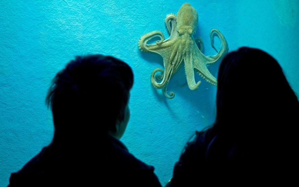 two people visit a resident octopus at Dubrovnik Aquarium, Croatia - Alamy