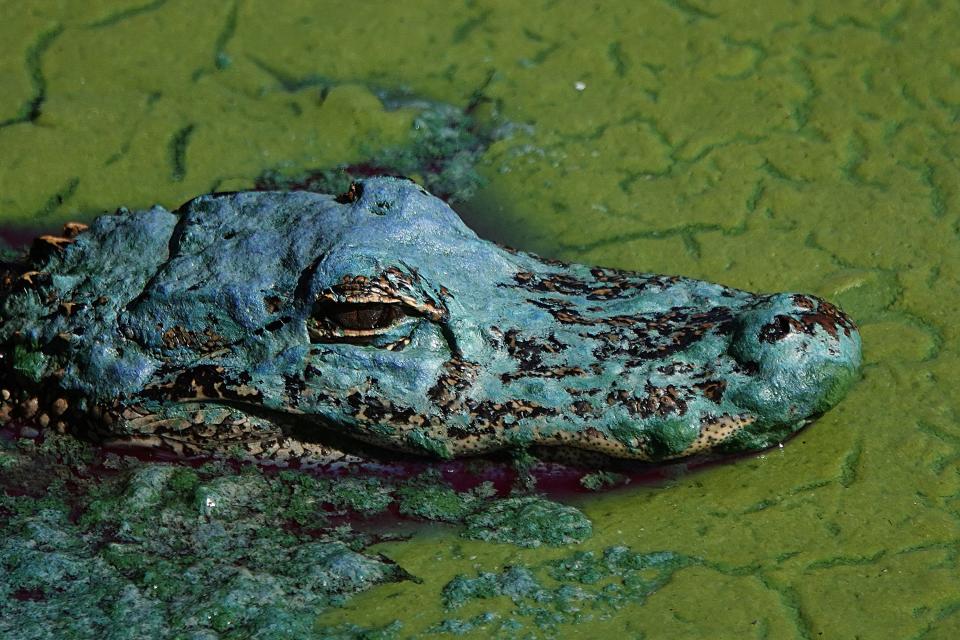 April 26, 2021: An alligator floats in an algae bloom in Lake Okeechobee in Pahokee, Fla. Similar algae blooms in the lake in 2016 and 2018 led to red tides on both Florida coasts when water is released from the lake in anticipation of hurricane season.