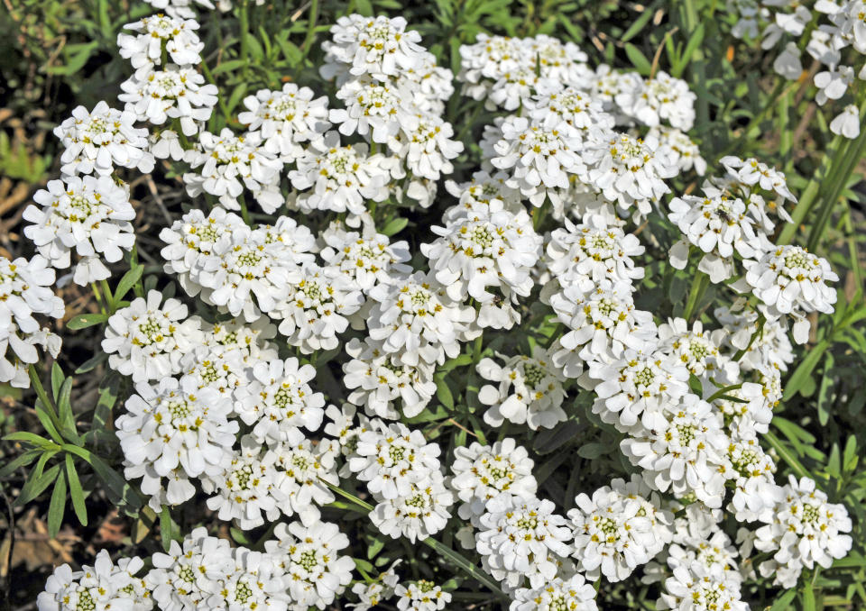 Candytuft