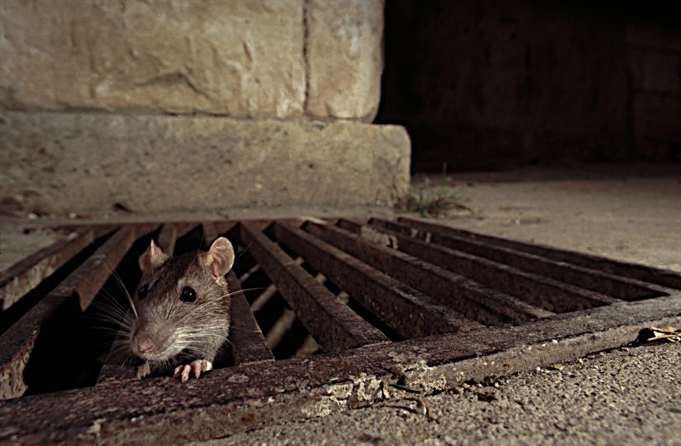 A brown rat comes out of a sewer grate at night. 