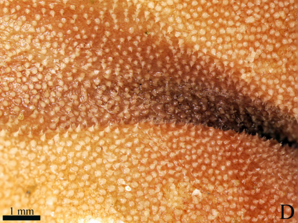 A close-up photo shows the small, pointed spikes on the central part of Astrodendrum juancarlosi’s body.