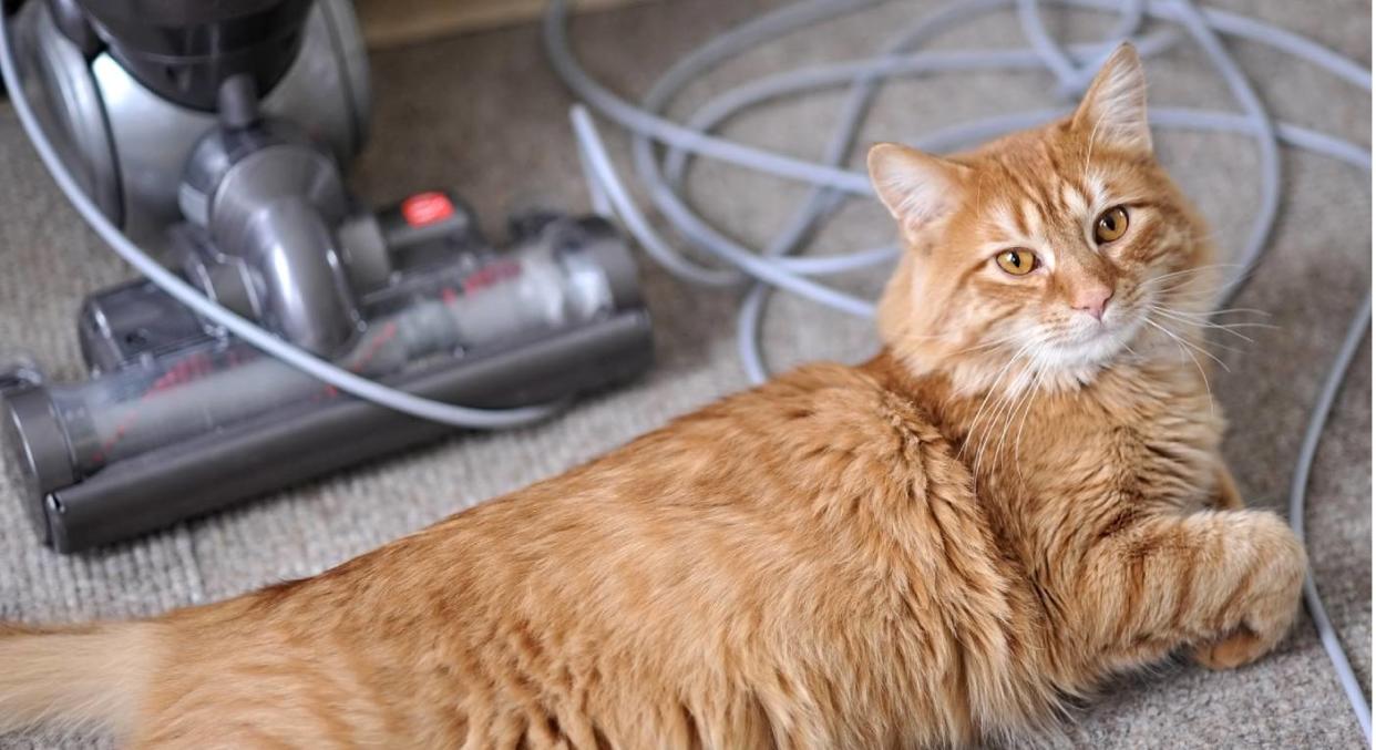 This top-rated hoover is a must-buy for all pet owners. (Getty Images) 