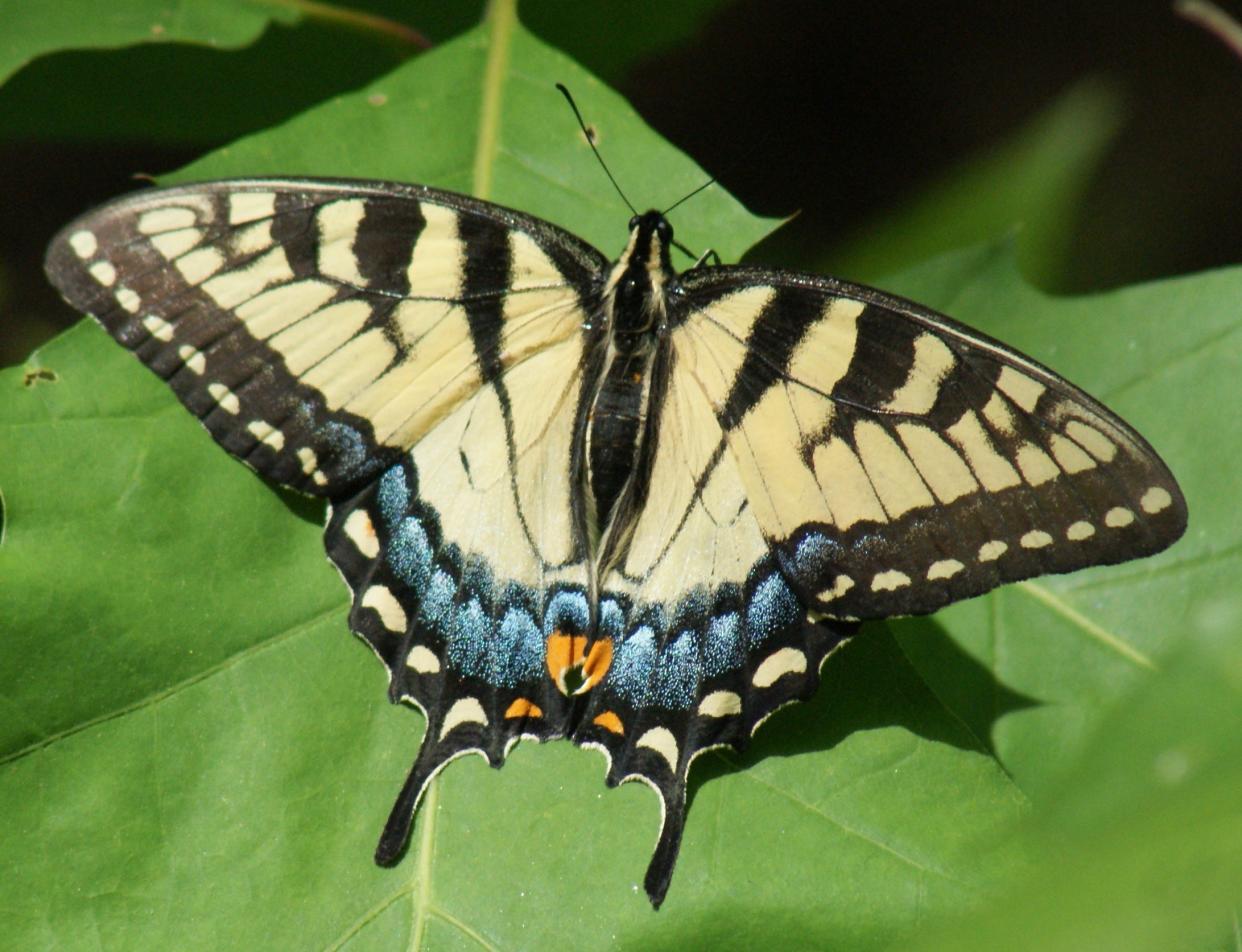 Nature Center Notes