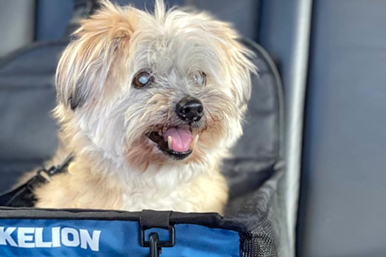 light colored dog in a blue carrier