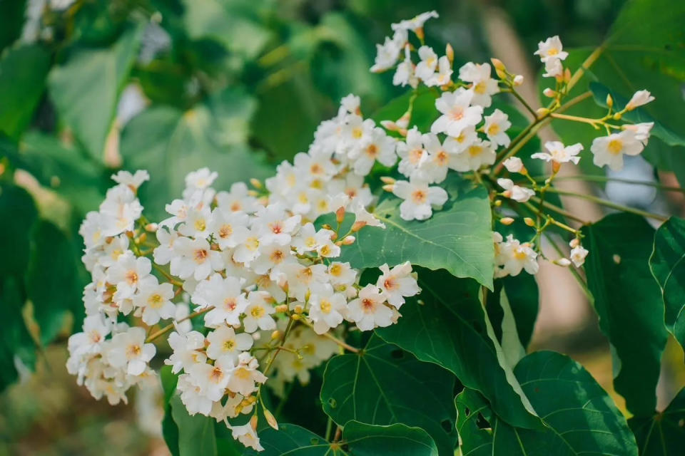 桃園9處桐花秘境的桐花紛紛開花，歡迎大家一起來賞桐花。（圖／桃園市政府提供）