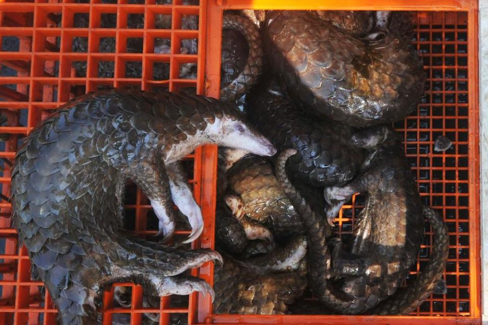 Dead pangolins seized by authorities in Belawan, North Sumatra. More than 5,500 species of birds, mammals, amphibians and reptiles are bought and sold on the worldwide animal market.