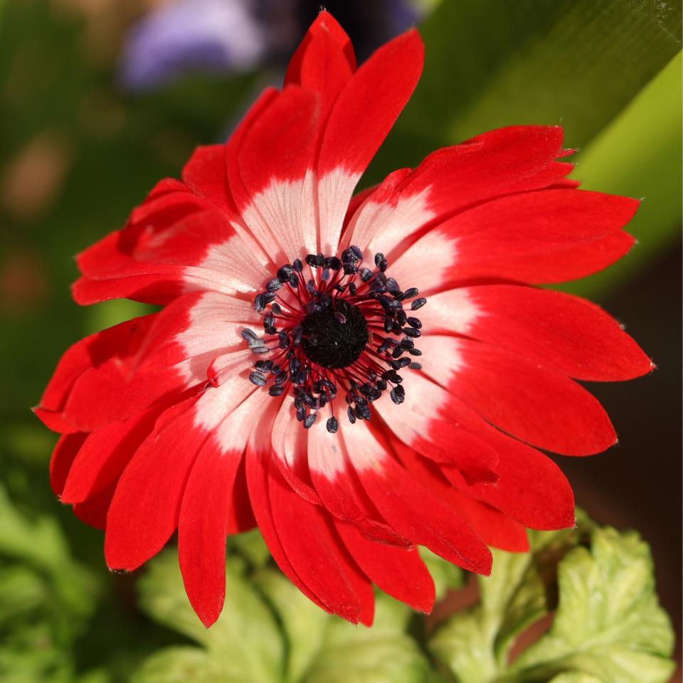 Anemone flowers in full bloom