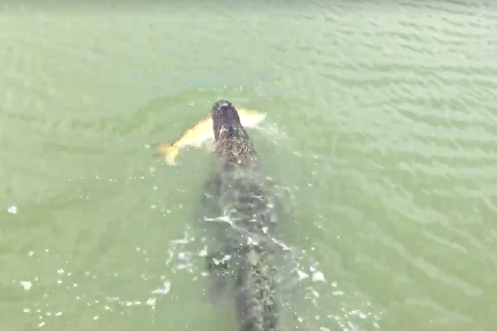 Jerk alligator steals a huge fish off a little boy's line