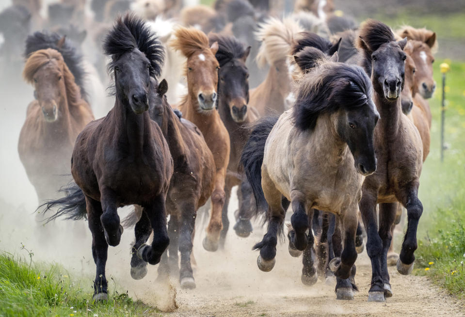 Icelandic horses are driven to their paddock in Wehrheim, Germany, April 28, 2024. (AP Photo/Michael Probst, File)