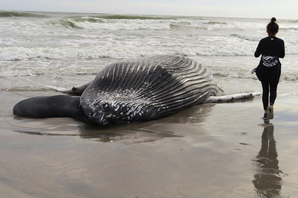 A woman looks at a dead whale that washed ashore in Brigantine, N.J. on Jan. 13, 2023. The U.S. Government Accountability Office on Thursday, June 15, 2023, agreed to look into the potential impacts of offshore wind energy development on the U.S. East Coast, fulfilling a long time demand from opponents of such projects. (AP Photo/Wayne Parry)