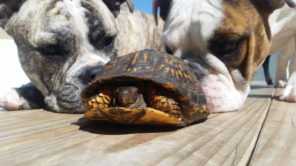 “Manny y Lilly hicieron una nueva amiga hoy”. (Foto: reddit / <a href="http://www.reddit.com/r/dogpictures/comments/389ydr/manny_and_lilly_made_a_new_friend_today/" rel="nofollow noopener" target="_blank" data-ylk="slk:KatieMmmKay;elm:context_link;itc:0;sec:content-canvas" class="link ">KatieMmmKay</a>).