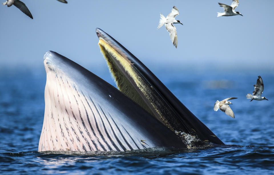 A Bryde’s whale is seen at Gulf of Thailand, Petchaburi province, Thailand. Source: Getty Images (file pic)