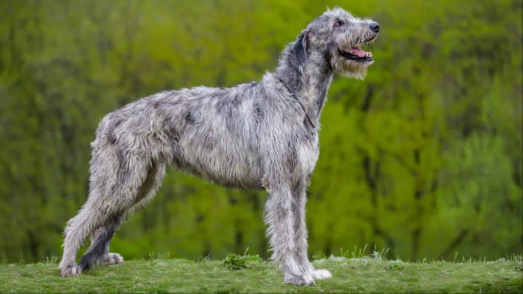 Gray Irish Wolfhound standing in a green field with mouth slightly open, Irish Wolfhounds make good family dogs