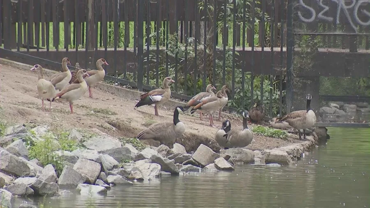 Could there be a duck poisoner on the loose? Dozens of dead and seriously ill ducks keep washing up in this park  (KTLA)