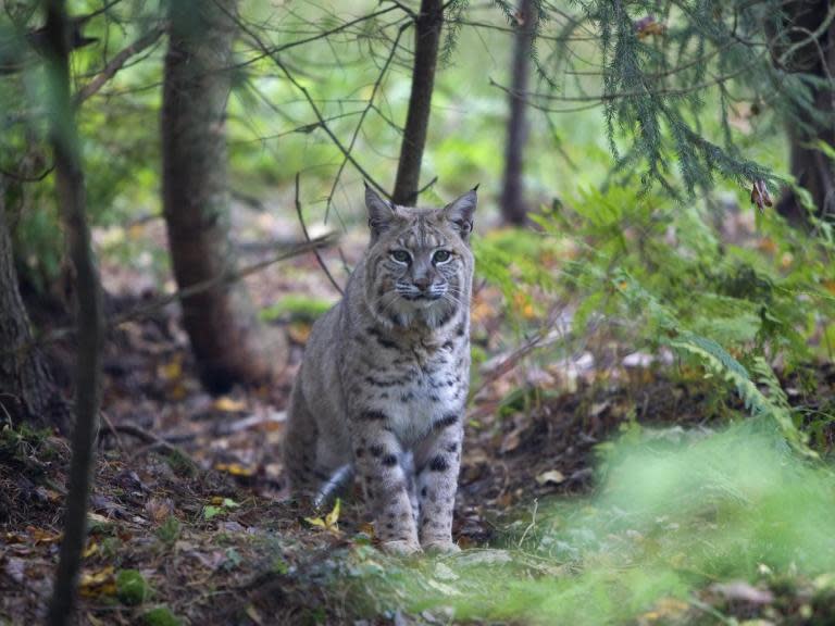 Rabid bobcat attacks golfer and horse before being beaten with clubs then put down