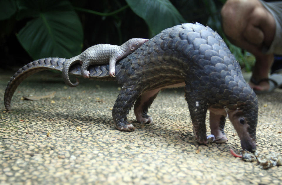 FILE - In this Thursday, June 19, 2014 file photo, a pangolin carries its baby at a Bali zoo in Bali, Indonesia. Their scales _ made of keratin, the same material as in human finger nails _ are in high demand for Chinese traditional medicine, to allegedly cure several ailments, although there is no scientific backing for these beliefs. (AP Photo/Firdia Lisnawati, File)