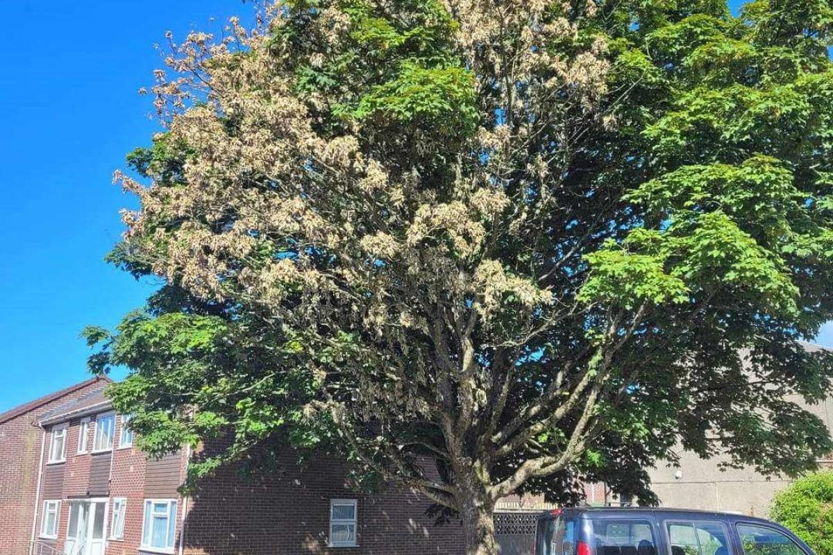 The tree which is believed to be more than 50 years old has allegedly been damaged <i>(Image: Hailey Houlden-Smith)</i>
