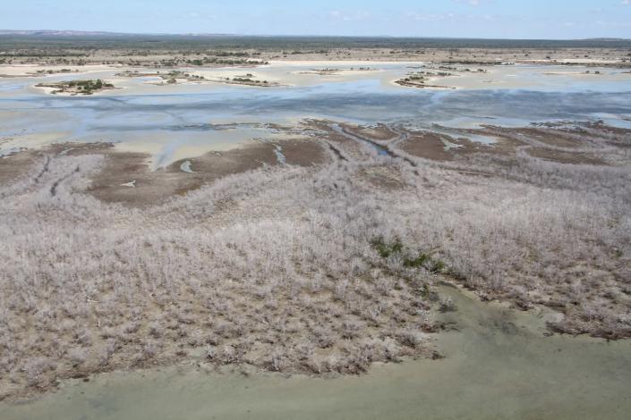 A vast area of dead mangroves pictured in the Gulf of Carpentaria, in Australia's remote north (AFP Photo/)