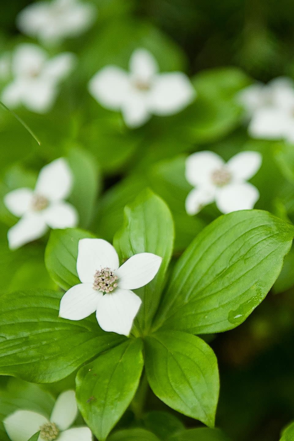 bunchberry shade perennials backyard garden