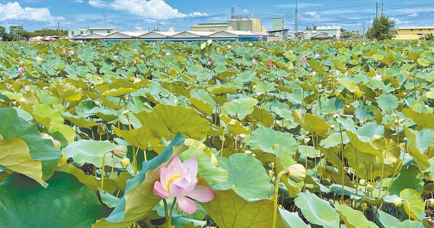 台南市白河區是蓮花故鄉，也是全台最大的蓮子、蓮藕產地，花謝後約21天可採收蓮子，今年疑受氣候影響，產量不甚理想。（圖／中國時報張毓翎攝）