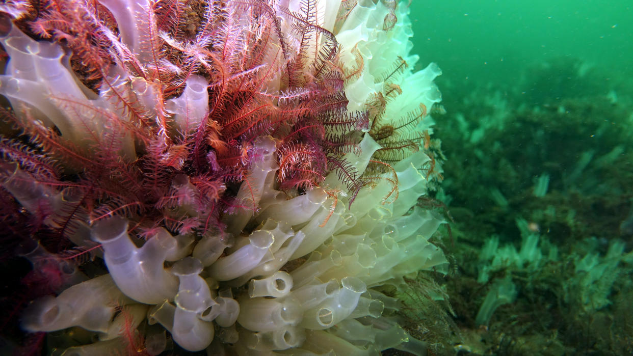 close up of sea squirts and feather stars underwater