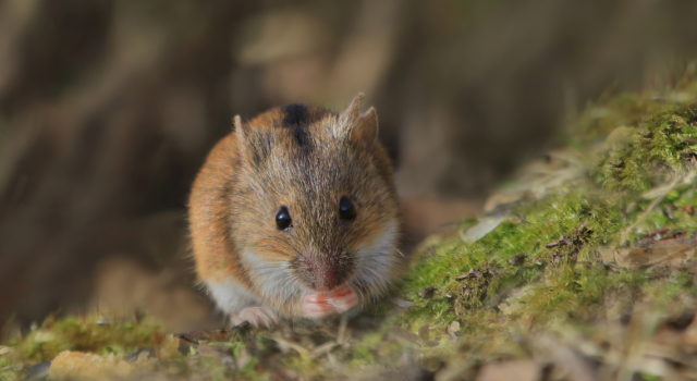 Rat fruitier, campagnol, rongeurs : protéger vos arbres fruitiers