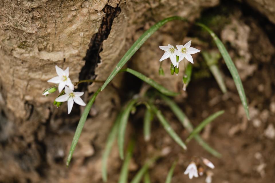 Wildflowers grow along a trail at Salt Fork State Park in Guernsey County. Located in eastern Ohio, Salt Fork is the largest state park in Ohio, covering 17,229 acres of land and 2,952 acres of water, according to the Ohio Department of Natural Resources.