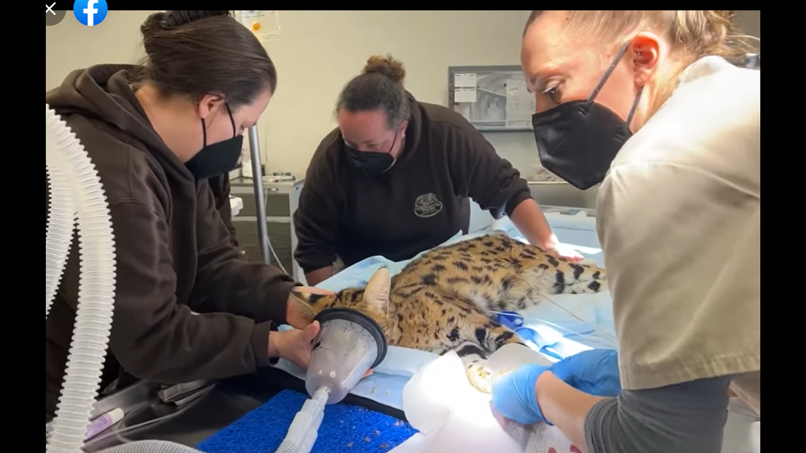 The cat needed veterinary help for frostbite, fleas, and an infected paw.