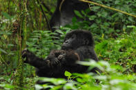 <b>Mountain Gorilla - Rwanda, Parc des Vulcans National Park, 2010</b> <p> Seeing a mountain gorilla face-to-face in the Rwandan mountains has been the most incredible experience of my life! The Columbus Zoo and Aquarium has a rich history supporting gorilla conservation and research – Suzi (my wife) and I try to visit Rwanda once a year to check-in with our conservation partners and see the gorillas ourselves.</p>