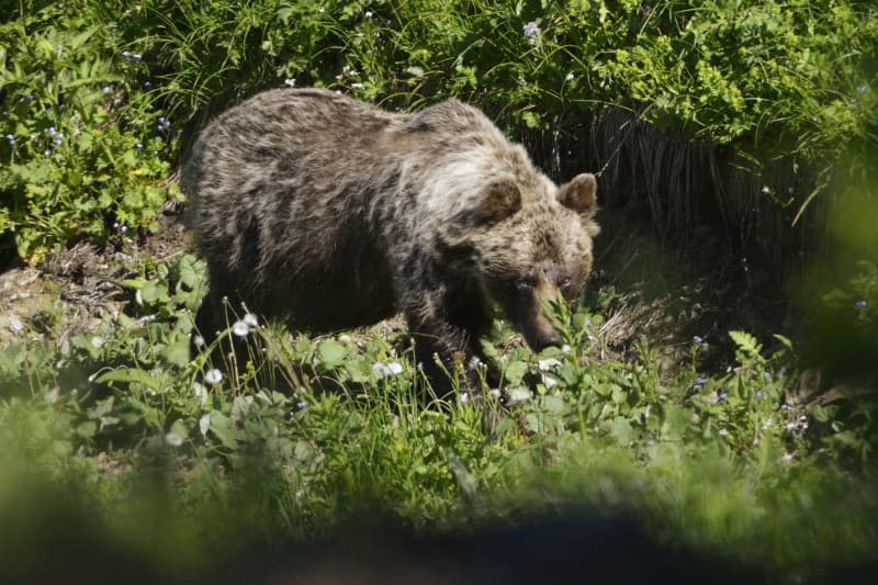 A brown bear is on the move in the Zadne Medodoly valley in Tatranska Javorina.  Brown bears attacked a mushroom forager and a hiker in Slovakia at the weekend, news agency TASR reported on 01 April. In the same region, a bear injured five people within the residential area of a small town in mid-March. Milan Kapusta/tasr/dpa