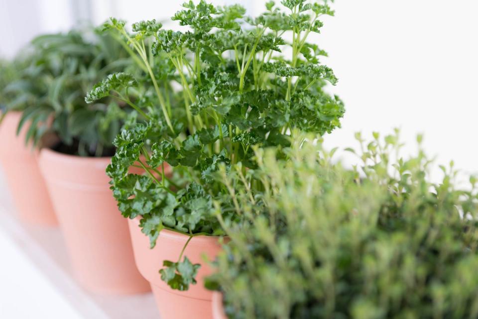 parsley, sage, savory and oregano on a window sill