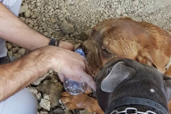 Dog buried alive in France sparks social media outrage