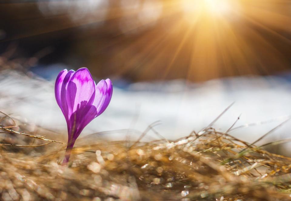 Crocus are an early sign of spring in many places.