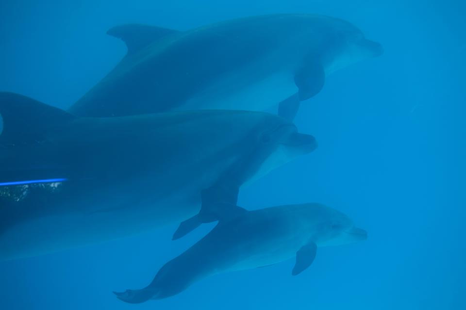 The new-born dolphin called Mir (Peace) swims with his mother Beauty and father Phil, during a dolphin performance in Nemo dolphinarium in Donetsk, eastern Ukraine, Tuesday, May 6, 2014. Dolphin called Mir (Peace) was born in a dolphinarium on the eve of of Labor Day in the restive eastern Ukrainian city of Donetsk. There is hope that the name will serve as a symbol of hope for the troubled region’s future: Peace. Only a few customers attended a dolphin performance Tuesday afternoon, a turnout that company representatives said might have been down to tensions in the city. (AP Photo/Evgeniy Maloletka)