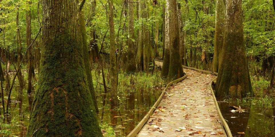 26) Congaree National Park — South Carolina