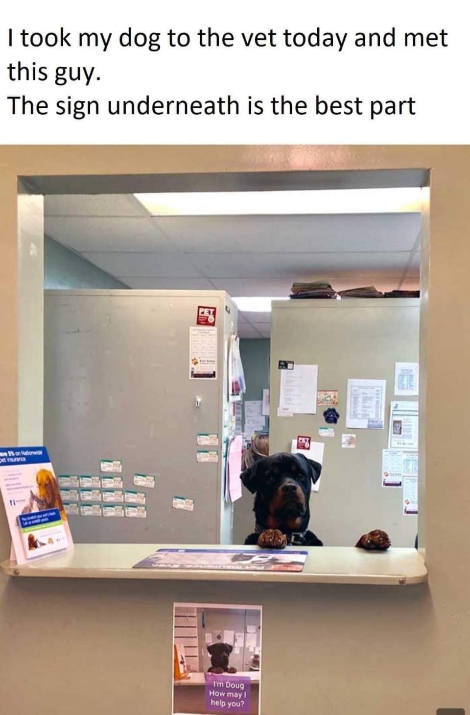 A dog stands on its hind legs at a vet reception counter with a sign below saying, "I'm Doug. How may I help you?" Various pamphlets and notes are on the wall