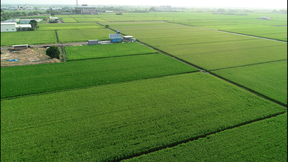 台南後壁向來有台灣米倉之稱，稻米種植面積達3500公頃居全台之冠。晁瑞光提供
