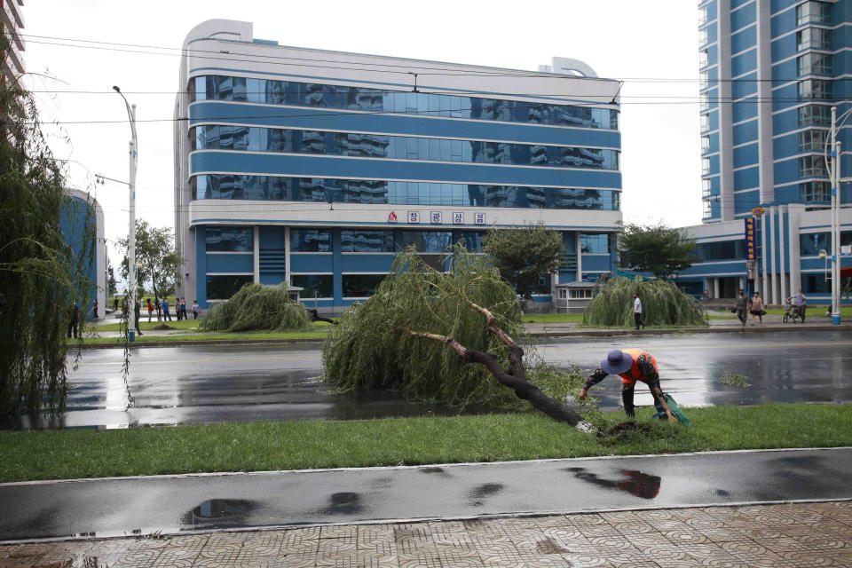 A grounds keeper inspects fallen trees from a typhoon on a main road in Pyongyang, North Korea, Thursday, Aug. 27, 2020. A typhoon damaged homes and other buildings, flooded roads and toppled utility poles on the Korean Peninsula before weakening to a tropical storm. (AP Photo/Cha Song Ho)