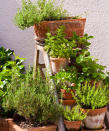 <p> If you don&apos;t want to splash out to set up a herb plant theatre<strong>&#xA0;</strong>by buying one, try repurposing an old wooden stepladder to create an eye-catching display. It&apos;s amazing how many herbs you can cram onto one. </p> <p> They are a perfect addition to laid-back,&#xA0;cottage garden ideas. You could even paint one in a pastel hue, think powder blue or soft white, for extra charm. </p>