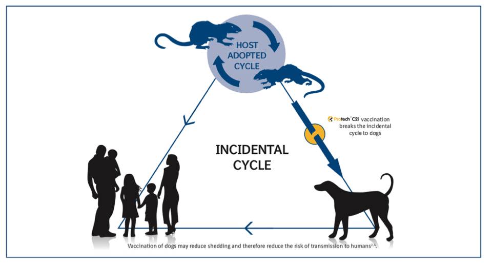 A diagram showing how the disease is passed from rats to dogs and humans.