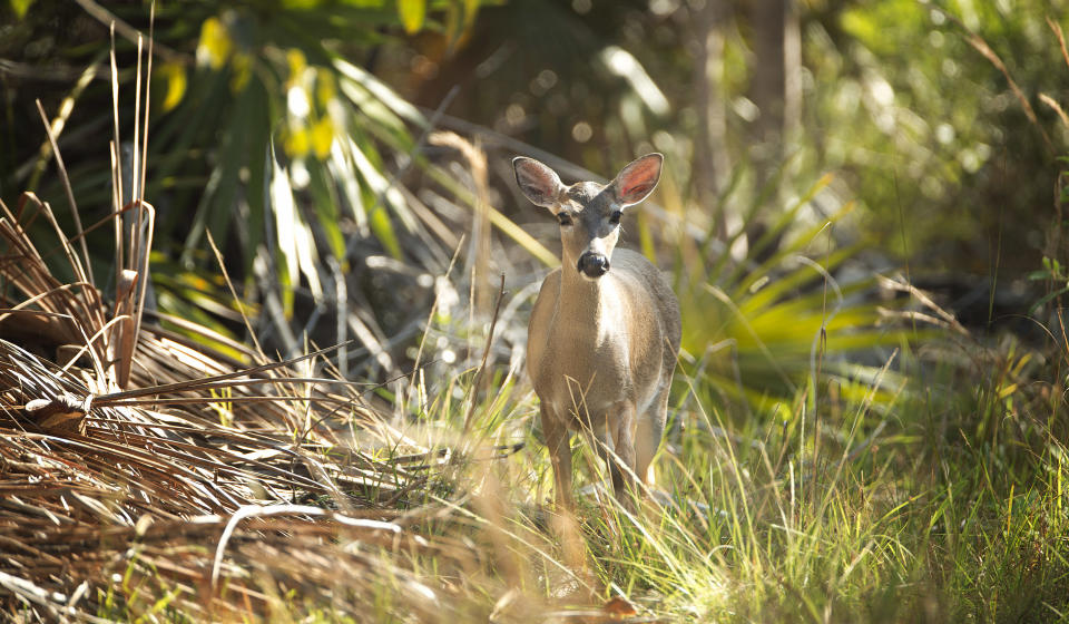 In this Feb. 12, 2013 photo, a key deer walks out of the woods on Big Pine Key, Fla. Big Pine Key, like most of the lower Keys, have a more laid back feeling to it, with fewer travel attractions. In Big Pine Key, you can see the small deer with white tails at the National Key Deer Refuge. (AP Photo/J Pat Carter)