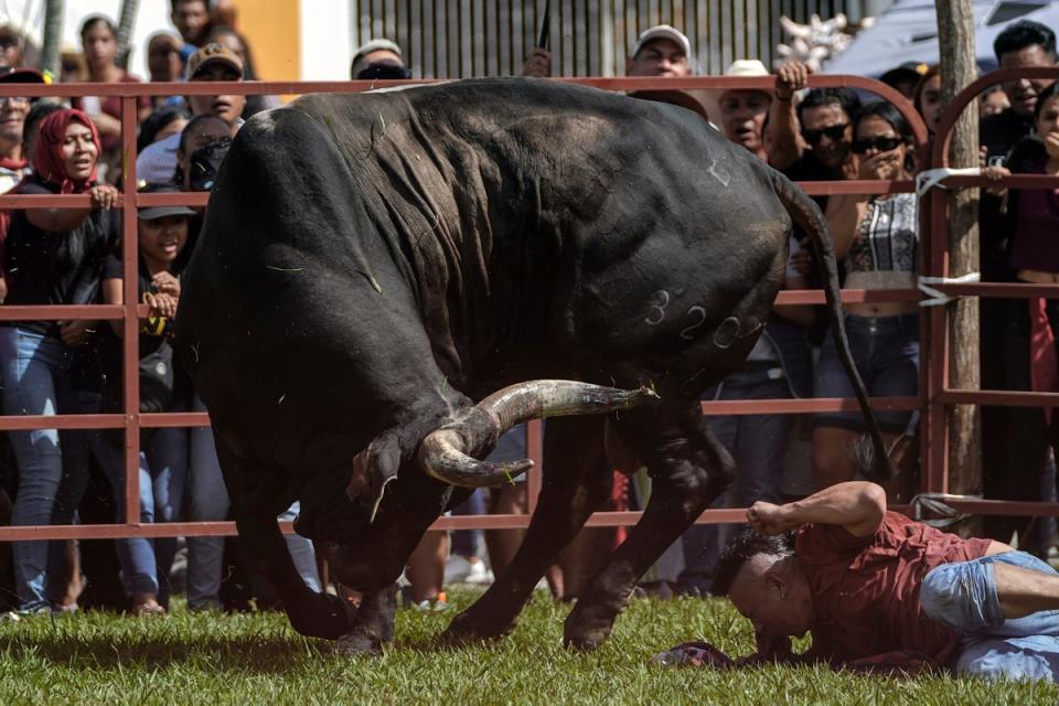 A reveler falls down after provoking a bull during a festival in honor of the Virgin of the Candelaria, in Tlacotalpan, Veracruz State, Mexico, Thursday (Copyright 2024 The Associated Press. All rights reserved.)