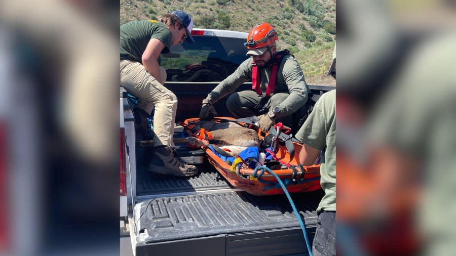Deer stranded in debris basin in California rescued