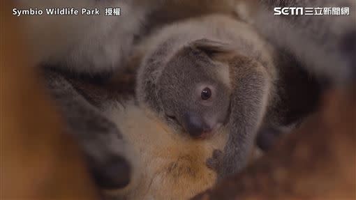 無尾熊Maddie首次從育兒袋離開。（圖／Symbio Wildlife Park 授權）