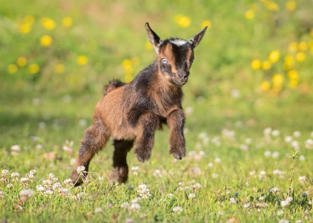 Watch These Two Adorable One-Day-Old Goats Run Around and Play [Video] -  One Green Planet